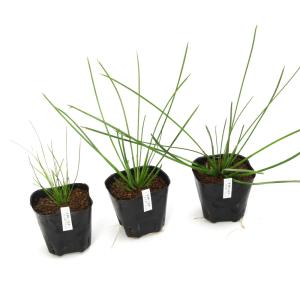 (ビオトープ)水生植物 ハタベカンガレイ(1ポ...の詳細画像2