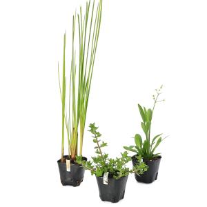 （ビオトープ）水生植物　オススメビオ植物ナガバセット（休眠状態）