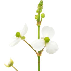 (ビオトープ)水生植物 オススメビオ植物ナガバ...の詳細画像1