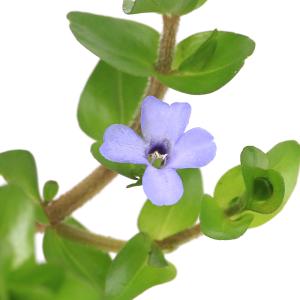 (ビオトープ)水生植物 オススメビオ植物ナガバ...の詳細画像2