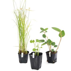 (ビオトープ)水生植物 オススメ ビオ植物シラサ...の商品画像