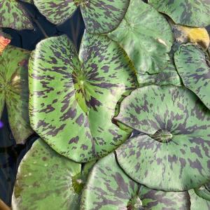 (ビオトープ)睡蓮 熱帯性睡蓮(スイレン)(青...の詳細画像1