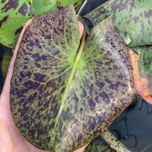 (ビオトープ)睡蓮 熱帯性睡蓮(スイレン)(青...の詳細画像2