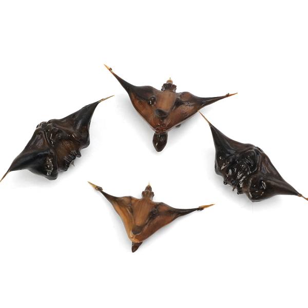 （ビオトープ）水生植物　イボビシ（疣菱）（１株）