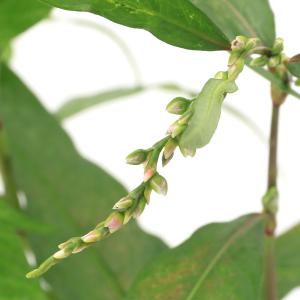 (ビオトープ)水生植物 ヤナギタデ(1ポット)...の詳細画像1