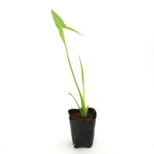 (ビオトープ)水生植物 白クワイ(無農薬)(1...の詳細画像1