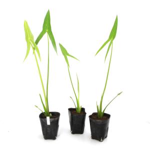 (ビオトープ)水生植物 白クワイ(無農薬)(1...の詳細画像2