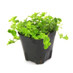 (ビオトープ)水生植物 白花ヒトミソウ(1ポッ...の詳細画像1