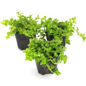 (ビオトープ)水生植物 白花ヒトミソウ(1ポッ...の詳細画像2