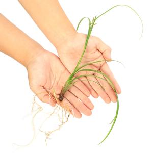 （水草）シペルスｓｐ．アンダマン諸島産（水上葉）（１株）