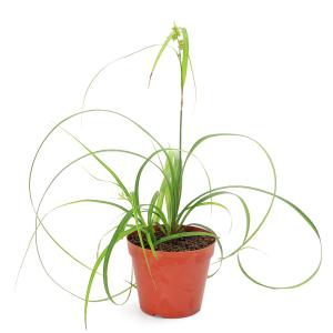 (水草)シペルスsp.アンダマン諸島産(水上葉...の詳細画像1