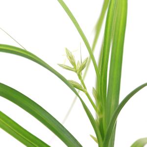 (水草)シペルスsp.アンダマン諸島産(水上葉...の詳細画像2