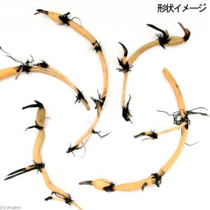 (ビオトープ)蓮 ハス(桃) 原始蓮(ゲンシハ...の詳細画像4
