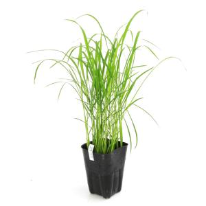 （ビオトープ）水生植物　お米の苗　酒米　亀の尾（カメノオ）観賞用稲　３号（無農薬）（１ポット）