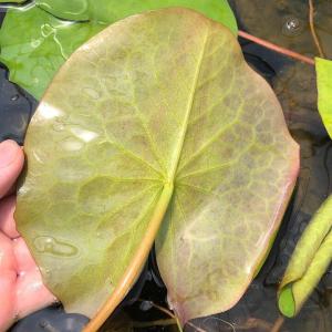 (ビオトープ)睡蓮 熱帯性睡蓮(スイレン)(紫...の詳細画像2