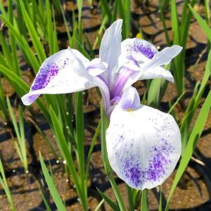 （ビオトープ）水生植物　カキツバタ　紫燕閣（シエンカク）紫花（１ポット）（休眠状態）