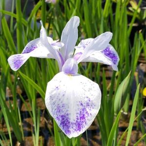 (ビオトープ)水生植物 カキツバタ 紫燕閣(シ...の詳細画像1