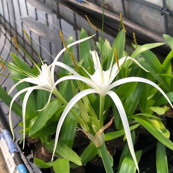 （ビオトープ）水生植物　ヒメノカリス　リリオスメ　４号（１ポット）湿生植物