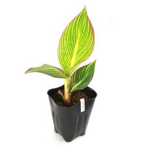 (ビオトープ)水生植物 カンナ ビューイエロー...の詳細画像1