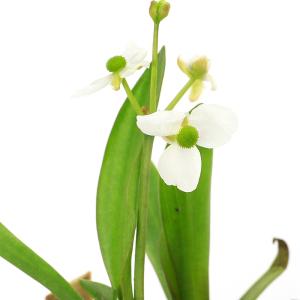 （ビオトープ）水生植物　ヒロハオモダカ（１ポット）抽水植物