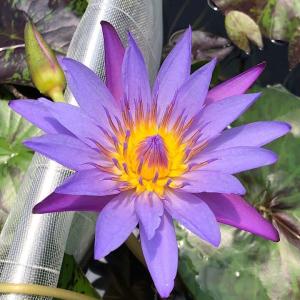 （ビオトープ）睡蓮　熱帯性睡蓮（スイレン）（紫）　アンコーナス（１ポット）（ムカゴ種）