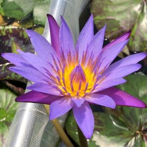 (ビオトープ)睡蓮 熱帯性睡蓮(スイレン)(紫...の詳細画像1