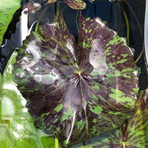 (ビオトープ)睡蓮 熱帯性睡蓮(スイレン)(紫...の詳細画像2