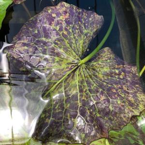 (ビオトープ)睡蓮 熱帯性睡蓮(スイレン)(紫...の詳細画像3