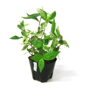 （ビオトープ）水生植物　斑入りイヌタデ　雪桜（１ポット）湿性植物　一年草
