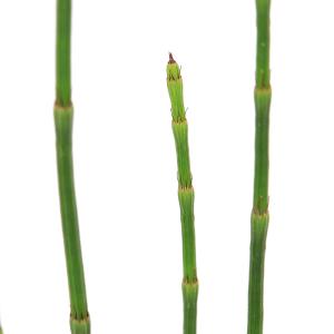 (ビオトープ)水生植物 イヌドクサ(1ポット)...の詳細画像1