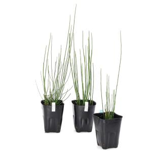 (ビオトープ)水生植物 イヌドクサ(1ポット)...の詳細画像2