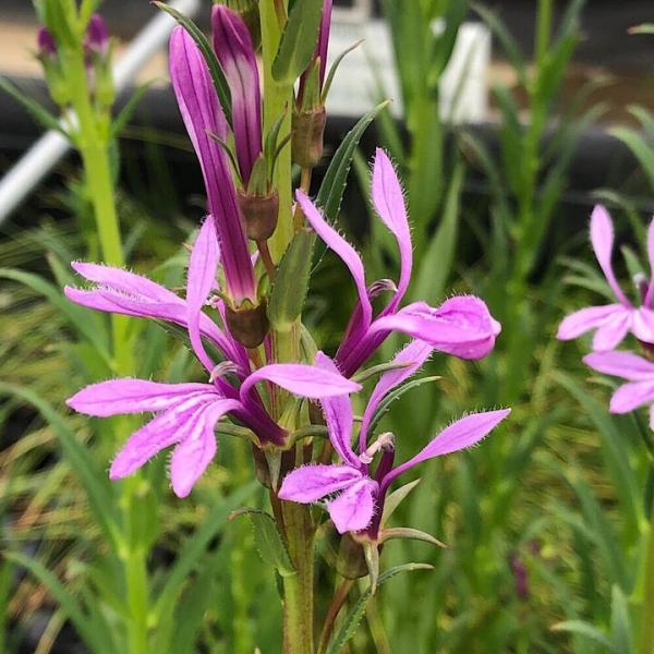 （ビオトープ）水生植物　桃花サワギキョウ（１ポット）　湿生植物