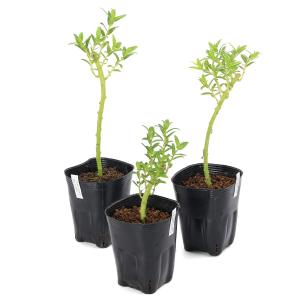 (ビオトープ)水生植物 桃花サワギキョウ(1ポ...の詳細画像2