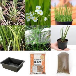（ビオトープ）簡単ビオトープセット　ビオ植物１０点＋トロ船＋風山石＋培養土　本州四国限定