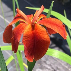 (ビオトープ)水生植物 チャショウブ(茶菖蒲)(...の商品画像