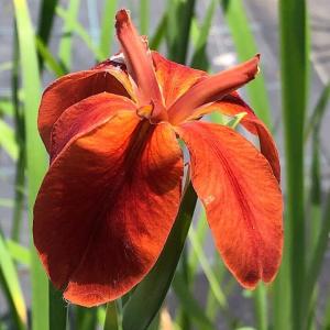 (ビオトープ)水生植物 チャショウブ(茶菖蒲)...の詳細画像1