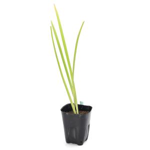 (ビオトープ)水生植物 チャショウブ(茶菖蒲)...の詳細画像2