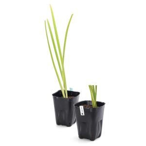 (ビオトープ)水生植物 チャショウブ(茶菖蒲)...の詳細画像3