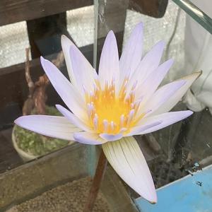 (ビオトープ)室内ビオトープ熱帯性睡蓮セット(...の詳細画像1