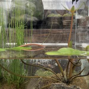 (ビオトープ)室内ビオトープ熱帯性睡蓮セット(...の詳細画像2