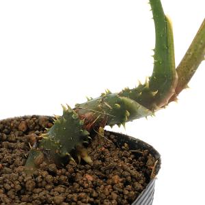 (ビオトープ)水生植物 ミズヤツデ(ラシア ス...の詳細画像1