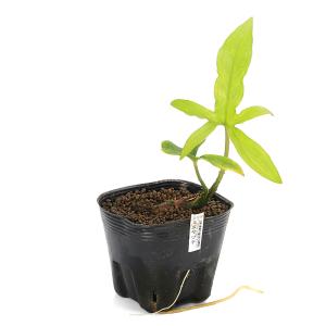 (ビオトープ)水生植物 ミズヤツデ(ラシア ス...の詳細画像4