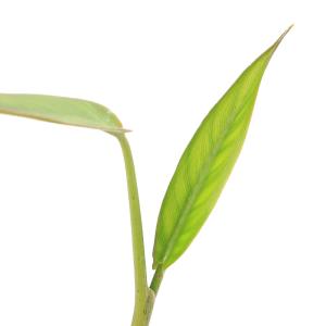 (ビオトープ)水生植物 ティフォノドルム・リン...の詳細画像1