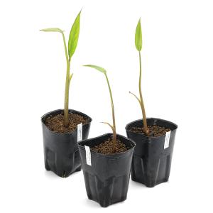 (ビオトープ)水生植物 ティフォノドルム・リン...の詳細画像2