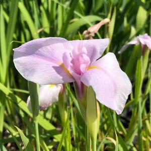 (ビオトープ)水生植物 花菖蒲 野々姫(ノノヒ...の詳細画像1