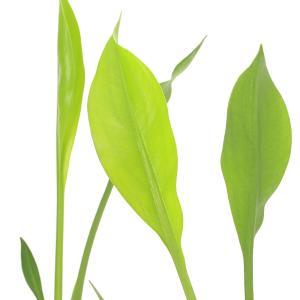 （ビオトープ）水生植物　サジタリア　ランキフォリア（ランシフォリア）（１ポット）　抽水植物