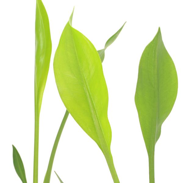 （ビオトープ）水生植物　サジタリア　ランキフォリア（ランシフォリア）（１ポット）　抽水植物