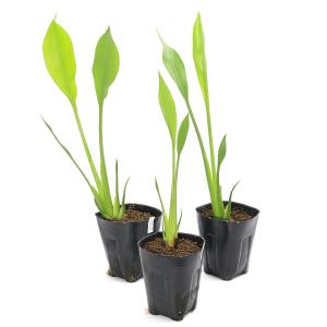 (ビオトープ)水生植物 サジタリア ランキフォ...の詳細画像1