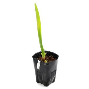 (ビオトープ)水生植物 ヒメノカリス ラティフ...の詳細画像1