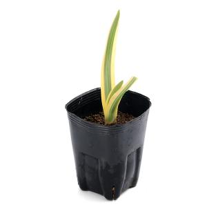 (ビオトープ)水生植物 斑入りヒメノカリス カ...の詳細画像1